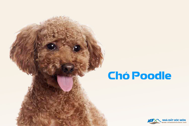 Kinh nghiệm nuôi chó Poodle